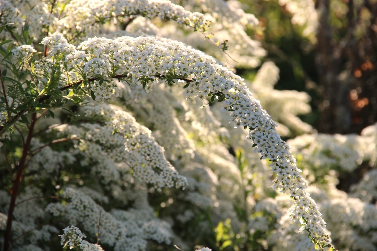 Спирея серая Spiraea cinerea