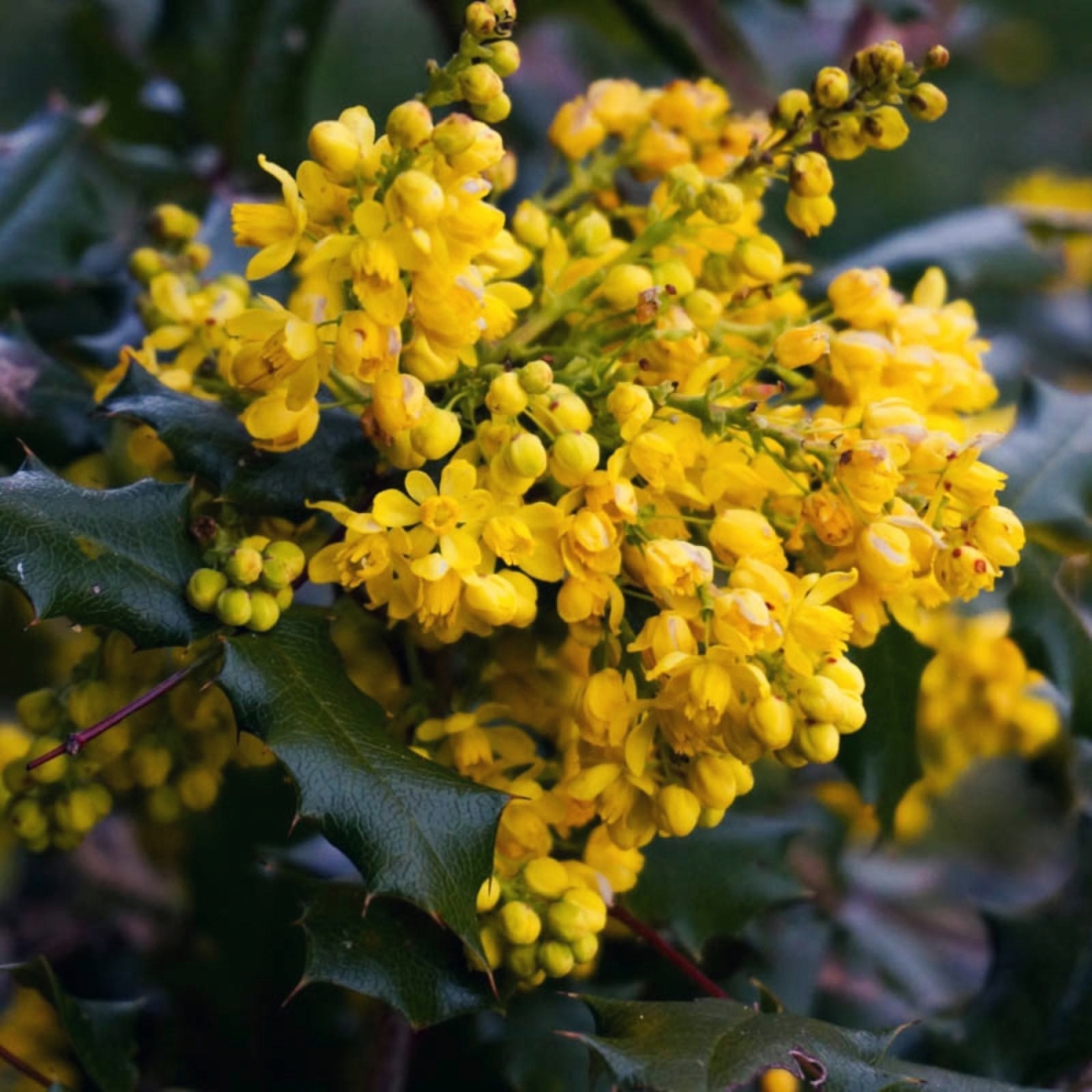 Магония падуболистная Mahonia aquifolium