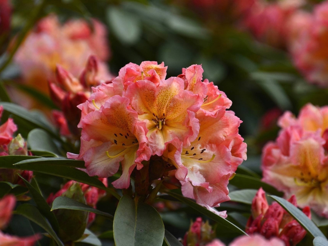 Рододендрон Rhododendron