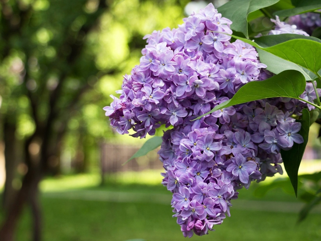 Сирень Syringa