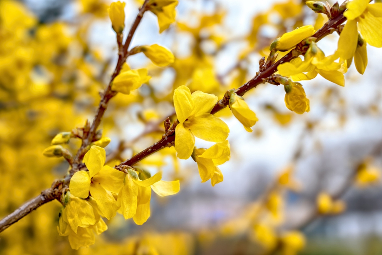 Форзиция Forsythia