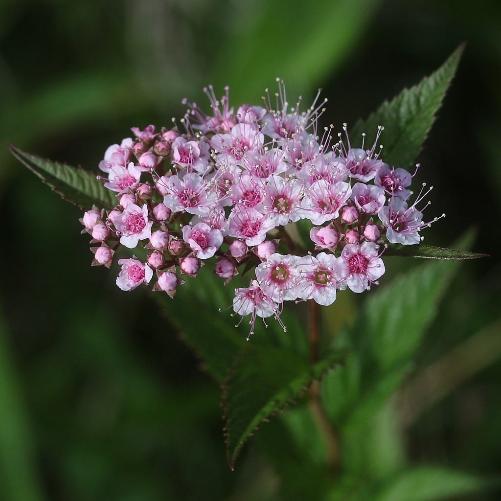 Спирея японская Spiraea japonica