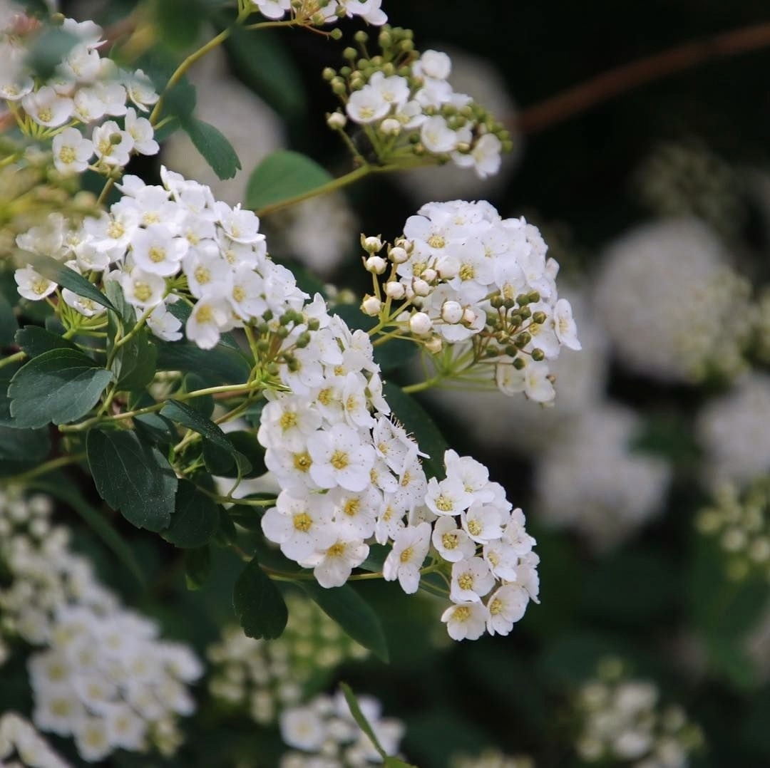 Спирея Вангутта Spiraea vanhouttei