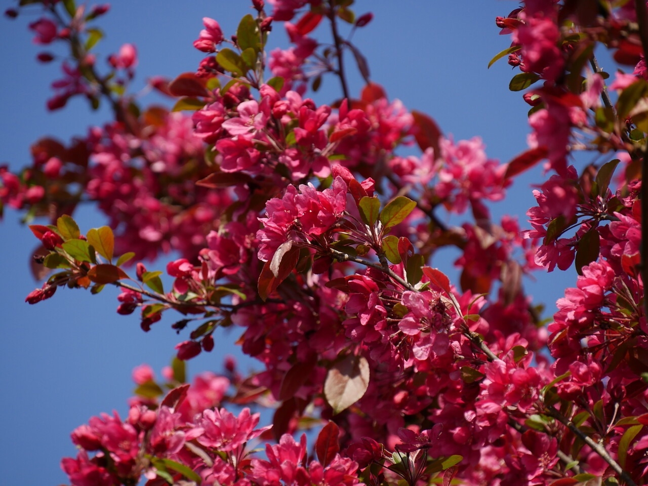 Яблоня декоративная Malus