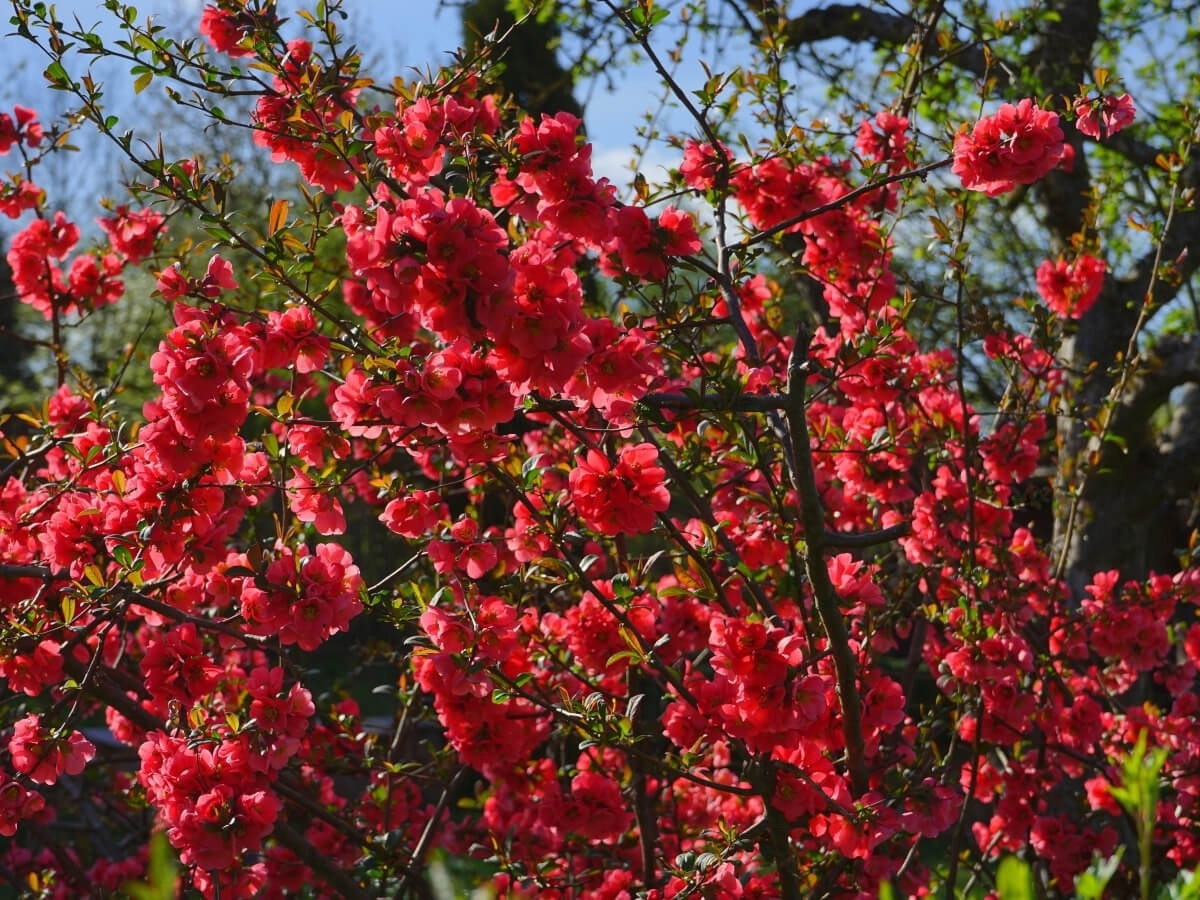 Айва (Хеномелес) Chaenomeles