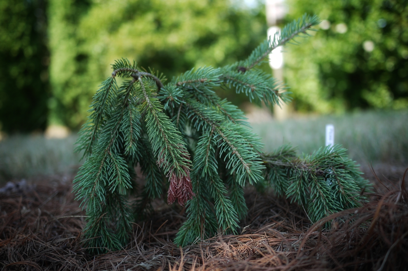Picea abiea 'Pendula'