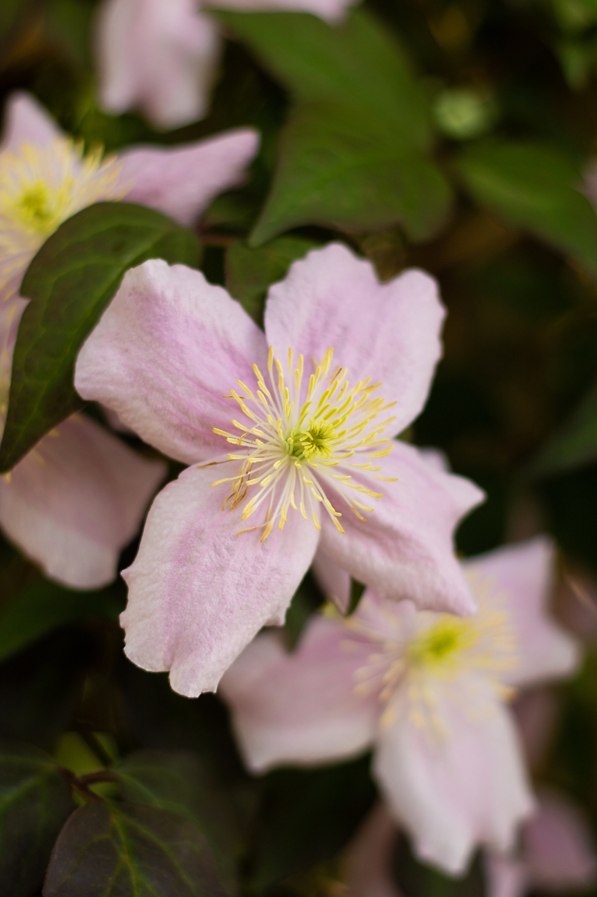 Clematis macropetala 'Markham's Pink'
