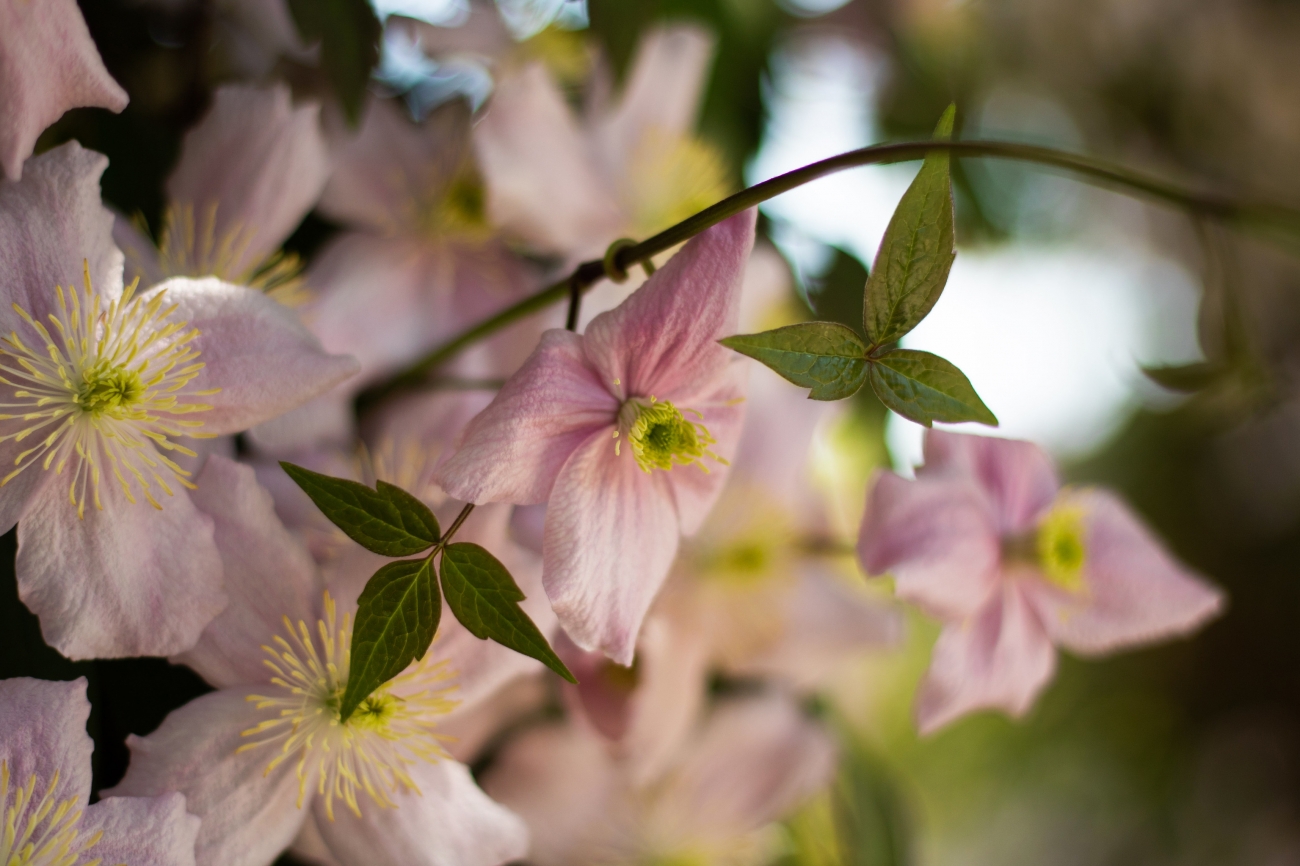 Clematis macropetala 'Markham's Pink'