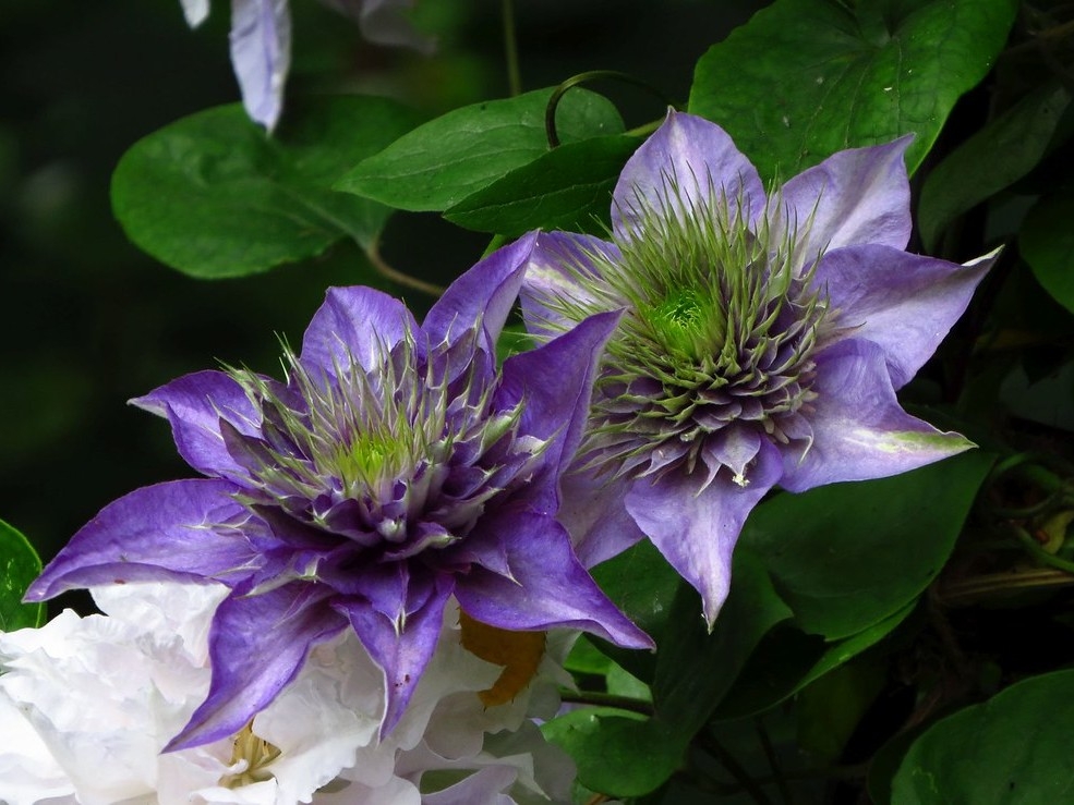 Clematis 'Multi Blue'