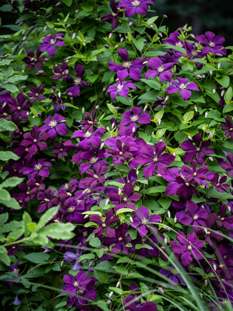 Clematis 'Polish Spirit'