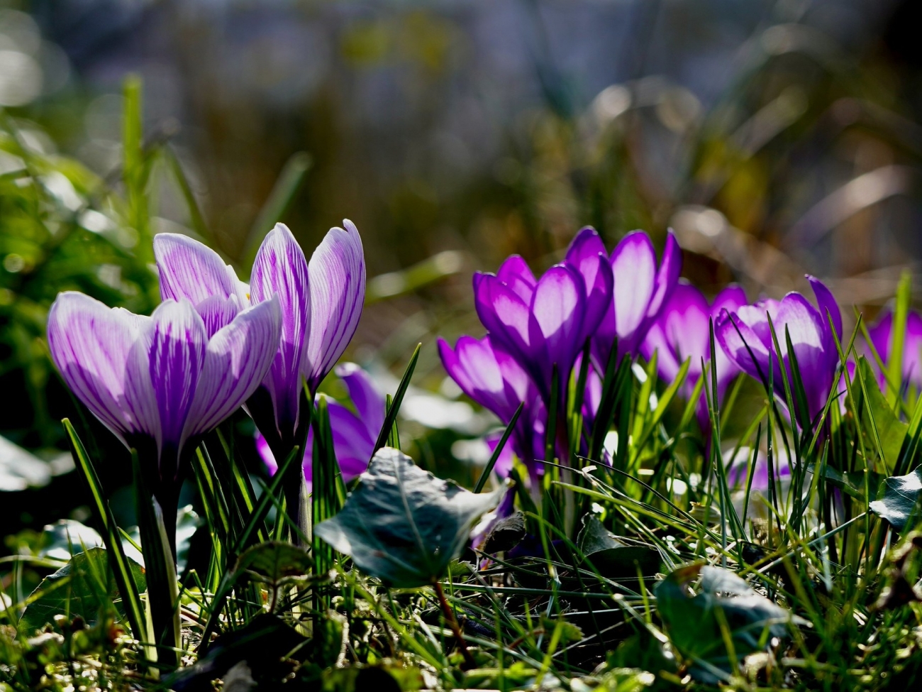 Крокус