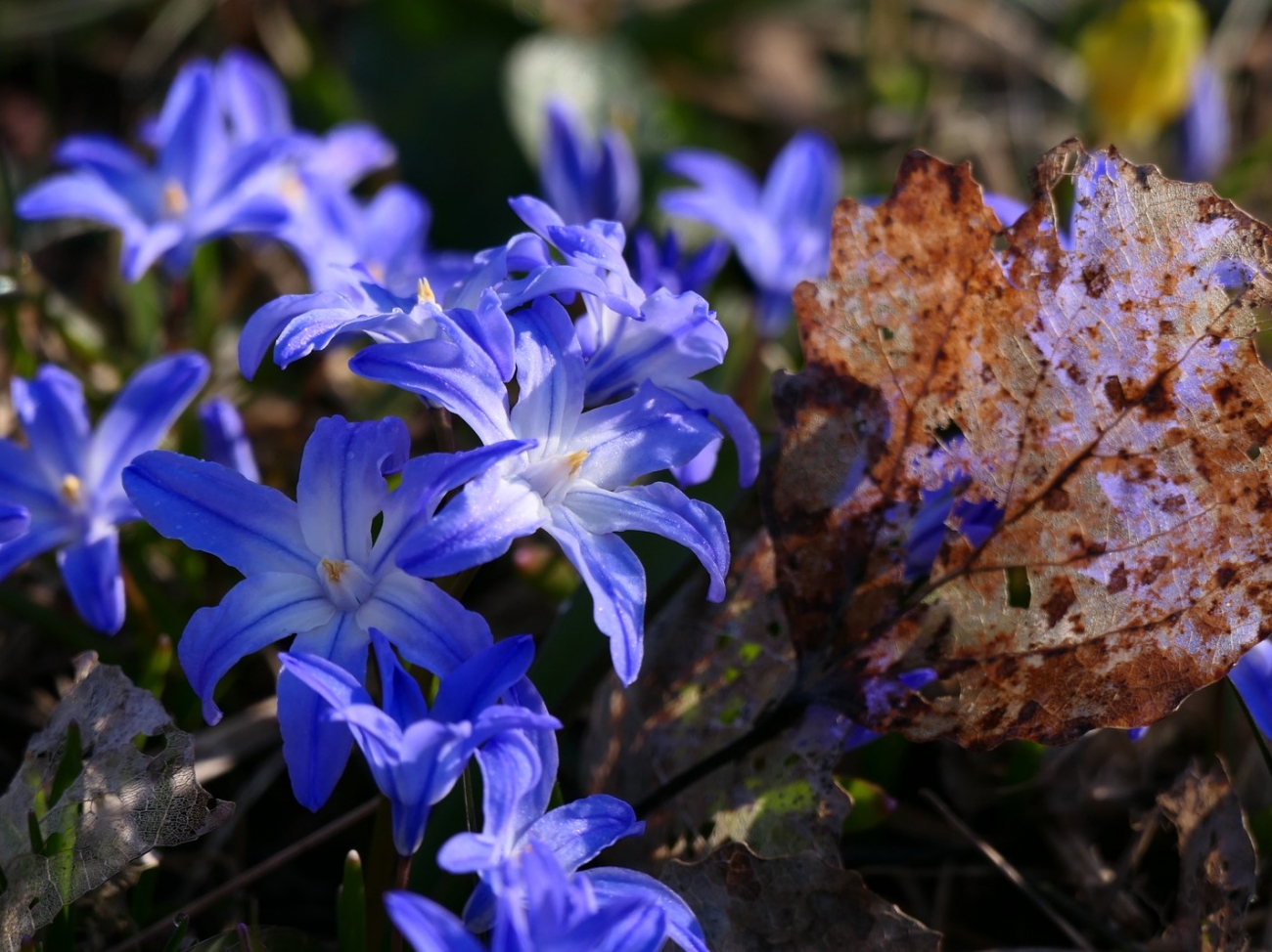 Хионодокса (Пролеска Люцилии)