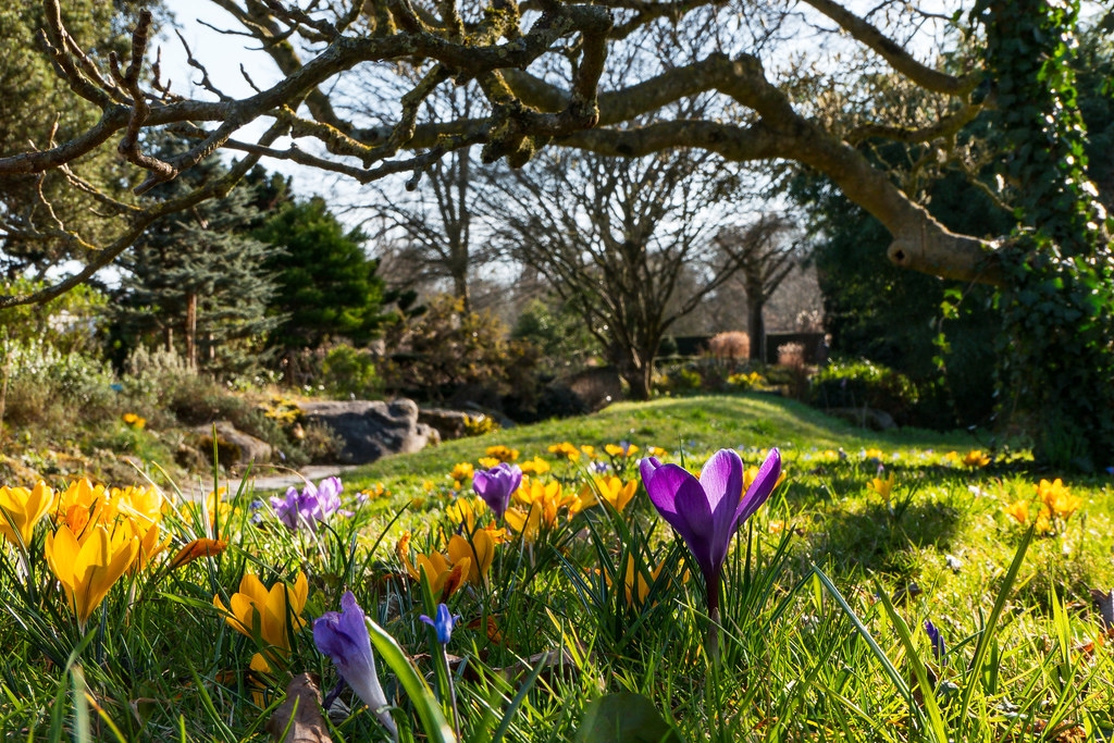 Полянка крокусов
