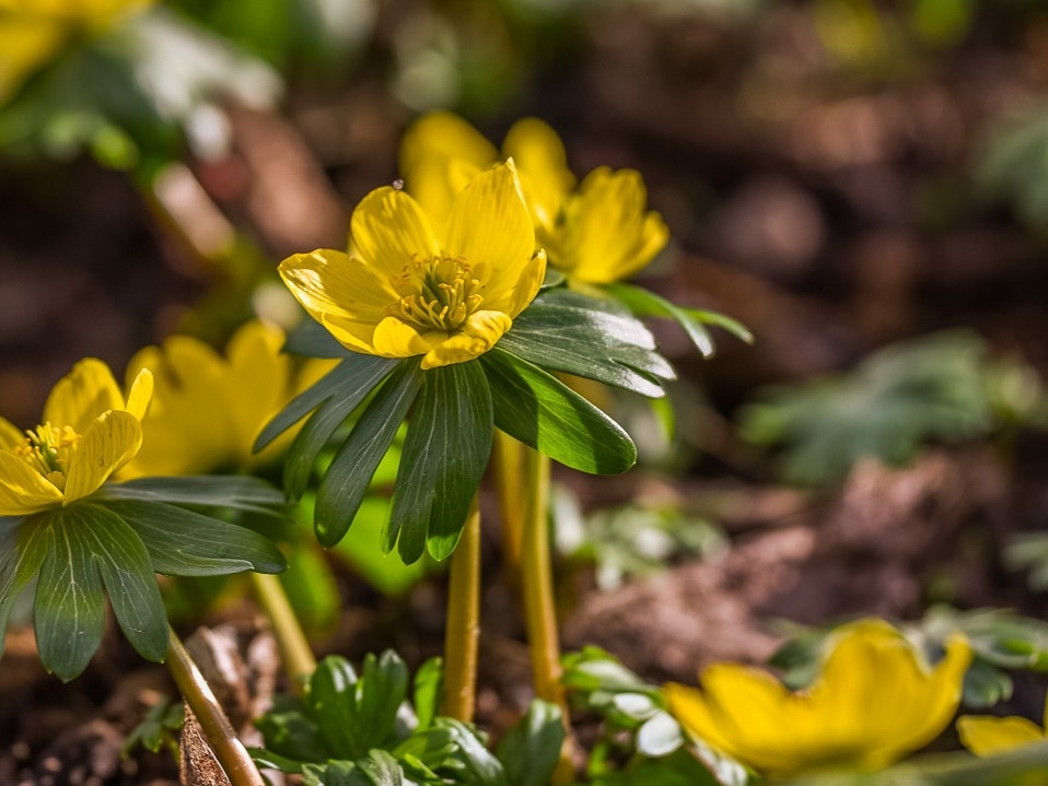 Весенник (Эрантис)