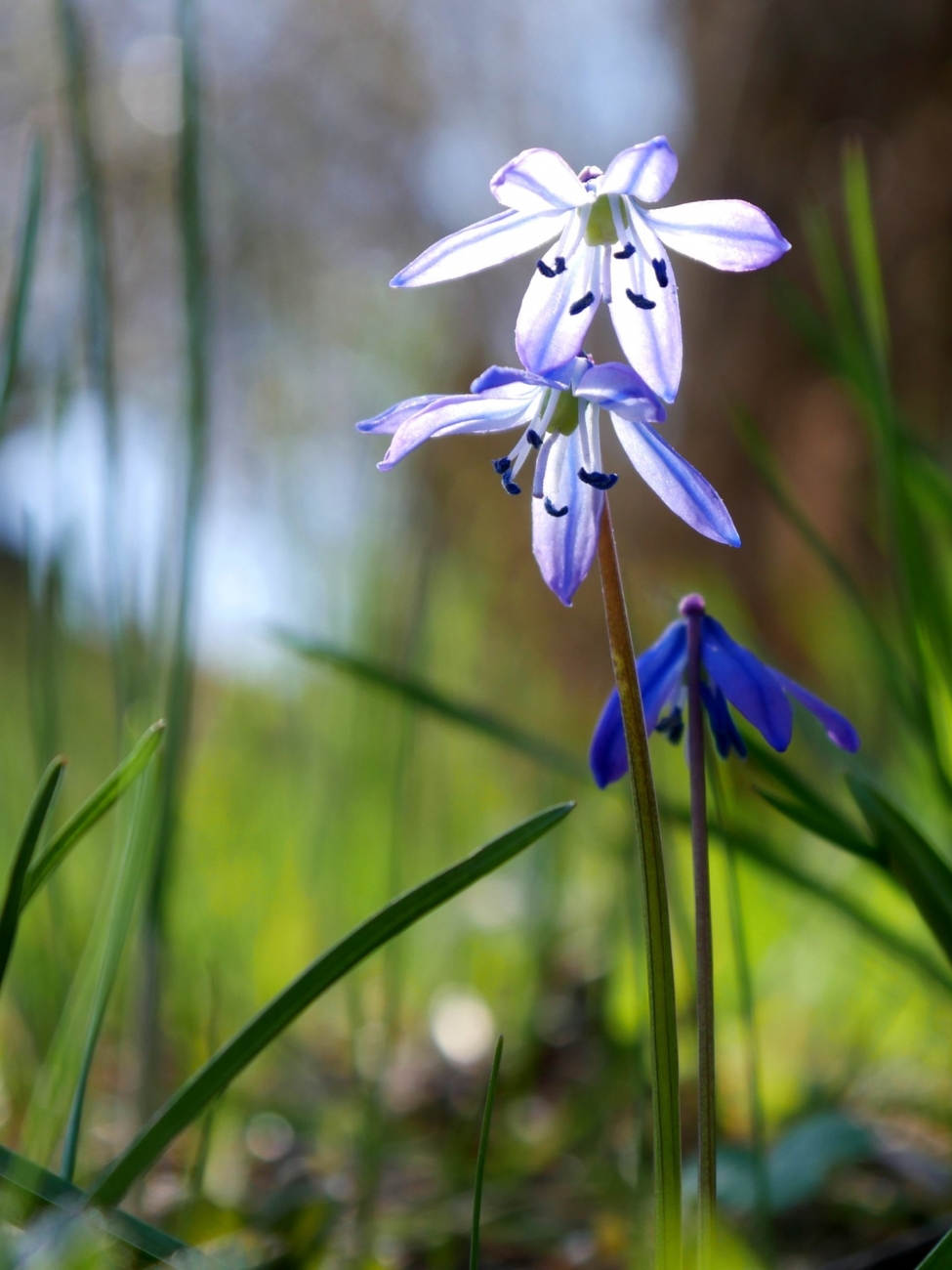 Пролеска сибирская