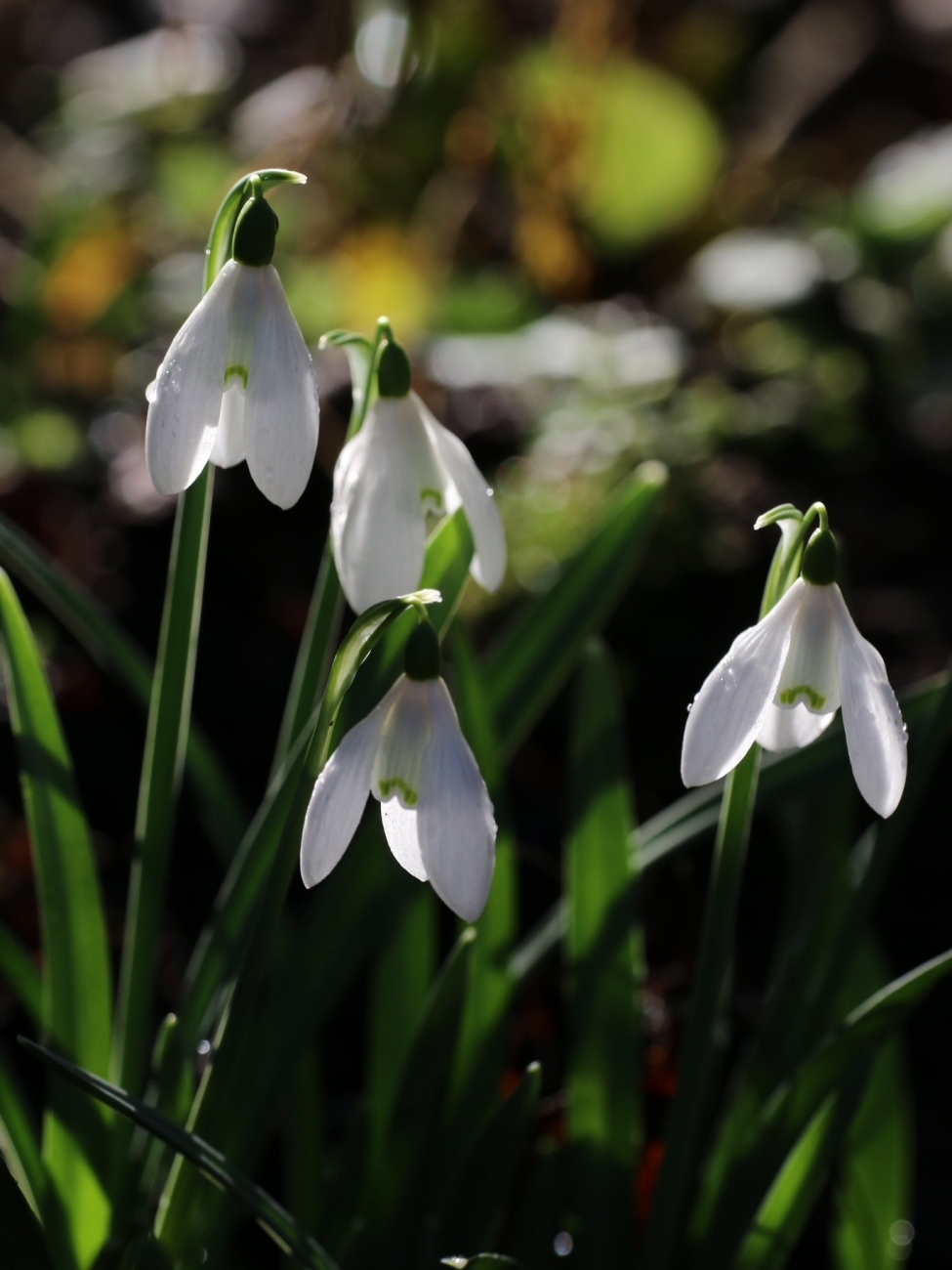 Подснежник (Галантус)