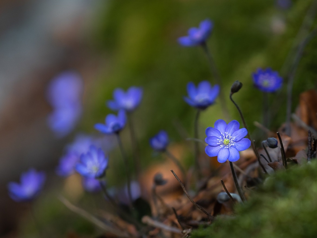 Печёночница