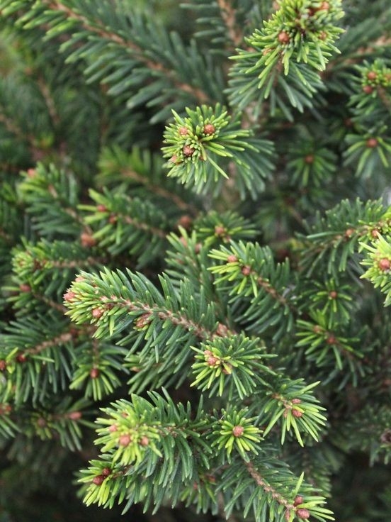 Ель обыкновенная Will's Zwerg Picea abies Will's Zwerg