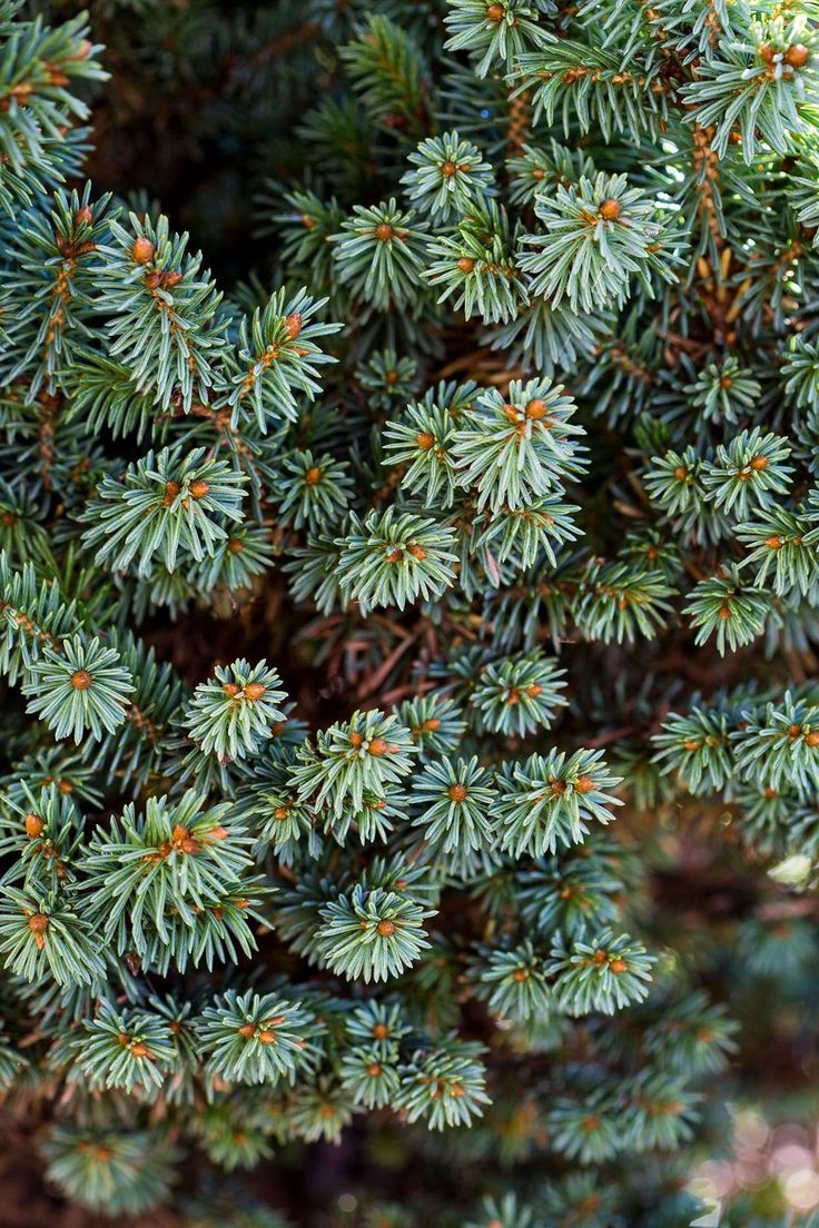 Ель колючая Picea pungens